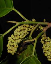 Fotografia da espécie Minquartia guianensis