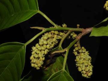 Fotografia da espécie Minquartia guianensis