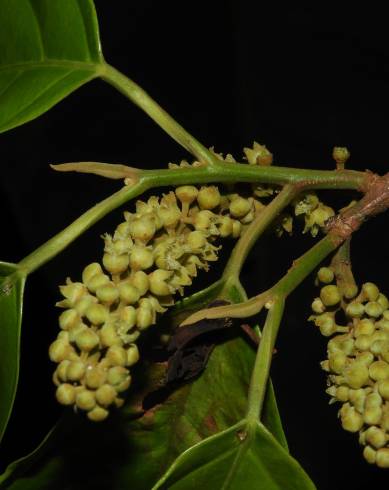 Fotografia de capa Minquartia guianensis - do Jardim Botânico