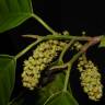 Fotografia 1 da espécie Minquartia guianensis do Jardim Botânico UTAD