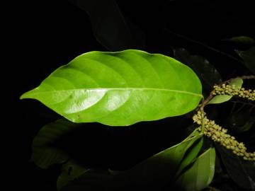 Fotografia da espécie Minquartia guianensis