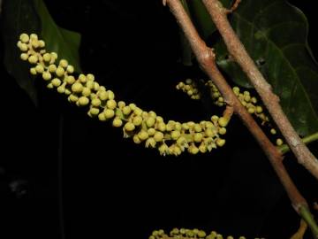 Fotografia da espécie Minquartia guianensis