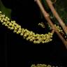 Fotografia 3 da espécie Minquartia guianensis do Jardim Botânico UTAD