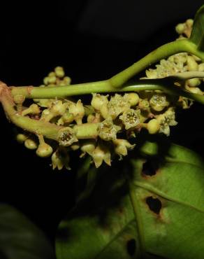 Fotografia 4 da espécie Minquartia guianensis no Jardim Botânico UTAD