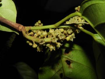 Fotografia da espécie Minquartia guianensis