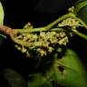 Fotografia 4 da espécie Minquartia guianensis do Jardim Botânico UTAD