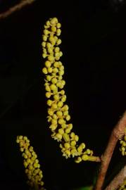 Fotografia da espécie Minquartia guianensis