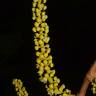 Fotografia 5 da espécie Minquartia guianensis do Jardim Botânico UTAD