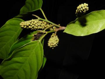 Fotografia da espécie Minquartia guianensis