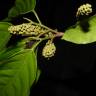 Fotografia 6 da espécie Minquartia guianensis do Jardim Botânico UTAD