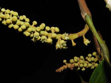 Fotografia da espécie Minquartia guianensis