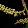 Fotografia 7 da espécie Minquartia guianensis do Jardim Botânico UTAD