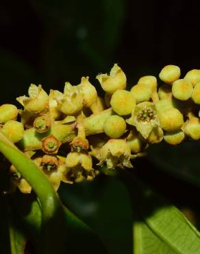 Fotografia 8 da espécie Minquartia guianensis no Jardim Botânico UTAD