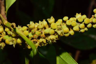 Fotografia da espécie Minquartia guianensis