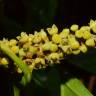 Fotografia 8 da espécie Minquartia guianensis do Jardim Botânico UTAD