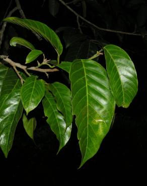 Fotografia 9 da espécie Minquartia guianensis no Jardim Botânico UTAD