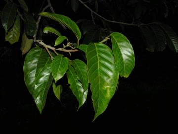 Fotografia da espécie Minquartia guianensis