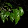 Fotografia 9 da espécie Minquartia guianensis do Jardim Botânico UTAD