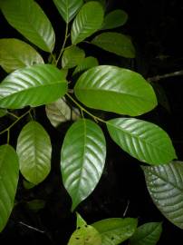 Fotografia da espécie Minquartia guianensis