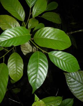 Fotografia 10 da espécie Minquartia guianensis no Jardim Botânico UTAD