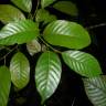 Fotografia 10 da espécie Minquartia guianensis do Jardim Botânico UTAD