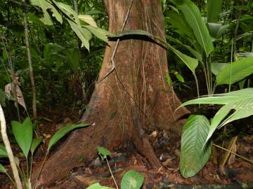 Fotografia da espécie Minquartia guianensis