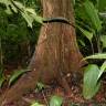 Fotografia 11 da espécie Minquartia guianensis do Jardim Botânico UTAD
