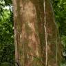Fotografia 12 da espécie Minquartia guianensis do Jardim Botânico UTAD