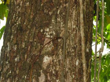 Fotografia da espécie Minquartia guianensis