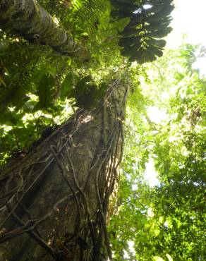 Fotografia 14 da espécie Minquartia guianensis no Jardim Botânico UTAD