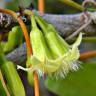 Fotografia 5 da espécie Ximenia americana do Jardim Botânico UTAD