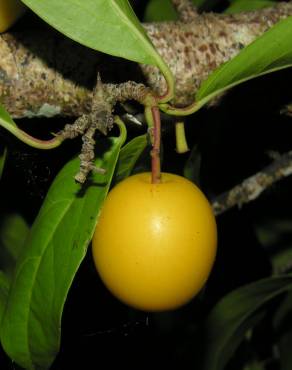 Fotografia 6 da espécie Ximenia americana no Jardim Botânico UTAD