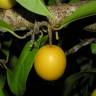 Fotografia 6 da espécie Ximenia americana do Jardim Botânico UTAD