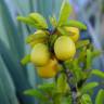 Fotografia 7 da espécie Ximenia americana do Jardim Botânico UTAD