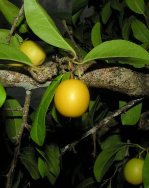 Fotografia 8 da espécie Ximenia americana no Jardim Botânico UTAD
