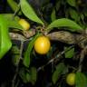 Fotografia 8 da espécie Ximenia americana do Jardim Botânico UTAD