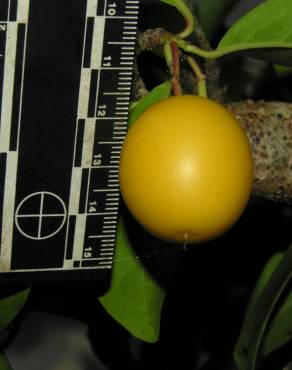 Fotografia 10 da espécie Ximenia americana no Jardim Botânico UTAD