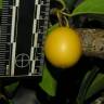 Fotografia 10 da espécie Ximenia americana do Jardim Botânico UTAD