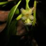 Fotografia 12 da espécie Ximenia americana do Jardim Botânico UTAD