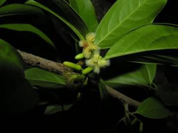 Fotografia da espécie Ximenia americana