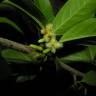 Fotografia 13 da espécie Ximenia americana do Jardim Botânico UTAD