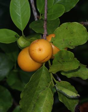 Fotografia 15 da espécie Ximenia americana no Jardim Botânico UTAD