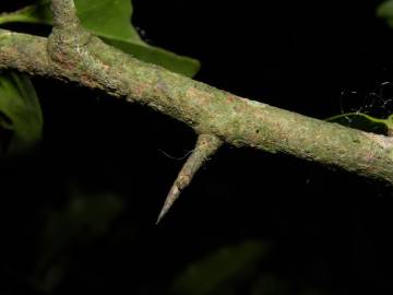 Fotografia da espécie Ximenia americana