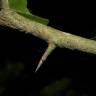 Fotografia 16 da espécie Ximenia americana do Jardim Botânico UTAD