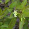 Fotografia 17 da espécie Ximenia americana do Jardim Botânico UTAD
