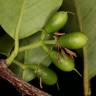 Fotografia 18 da espécie Ximenia americana do Jardim Botânico UTAD