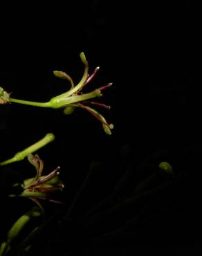 Fotografia 1 da espécie Chaunochiton kappleri no Jardim Botânico UTAD