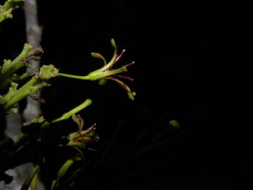 Fotografia da espécie Chaunochiton kappleri
