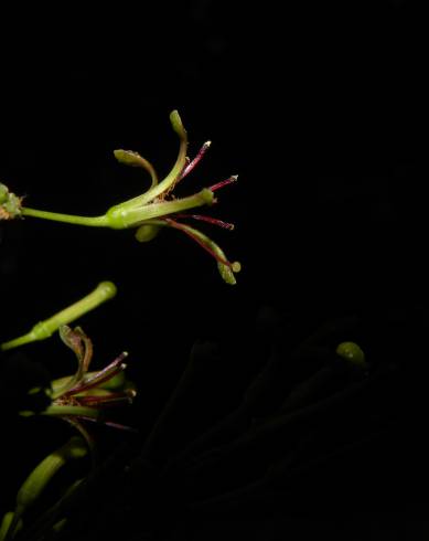 Fotografia de capa Chaunochiton kappleri - do Jardim Botânico