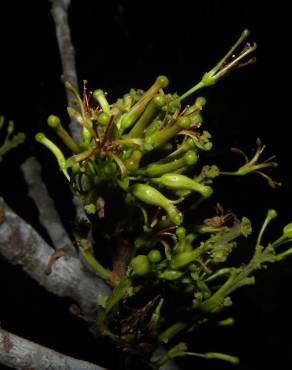 Fotografia 3 da espécie Chaunochiton kappleri no Jardim Botânico UTAD